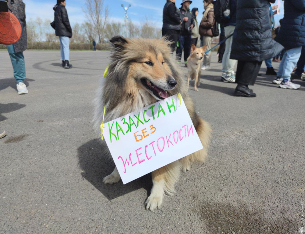 Проверить финансирование зоозащитных организаций требует депутат Жанбыршин