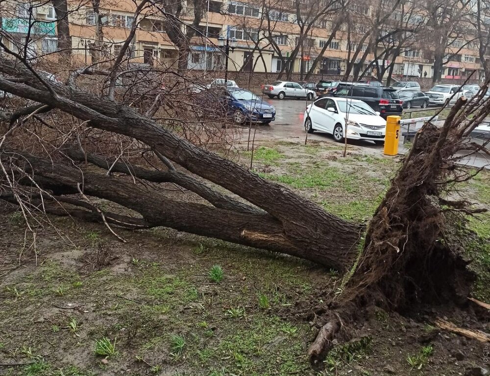 В Павлодаре женщина погибла от упавшего на нее дерева